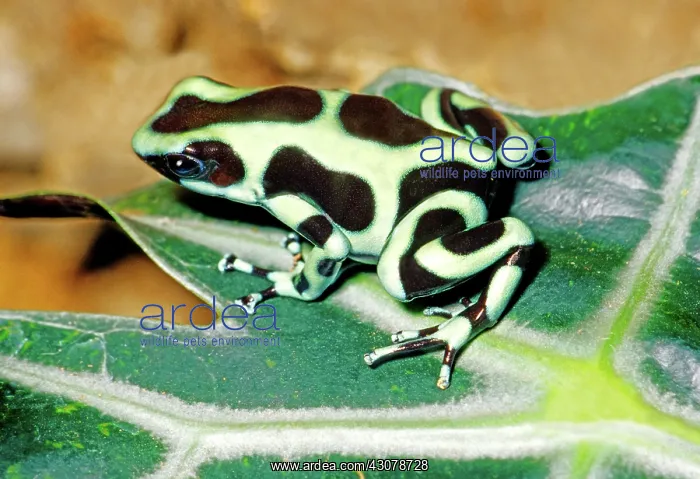 : Green and Black Poison Dart Frog : Green and Black Poison Dart Frog