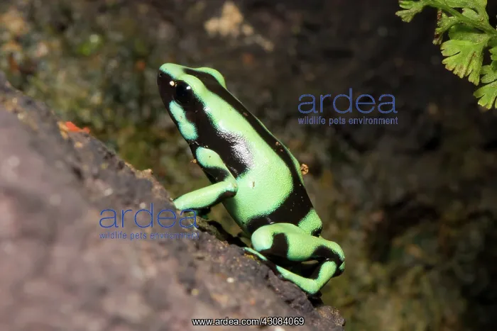 : Green and Black Poison Dart Frog : Green and Black Poison Dart Frog