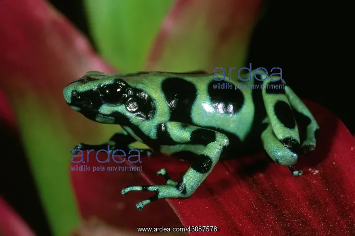 : Green & Black Poison Dart Frog : Green & Black Poison Dart Frog