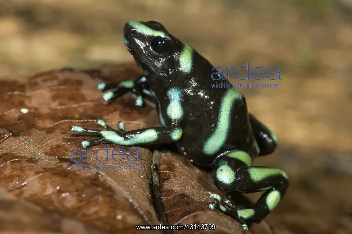 : Green and Black Poison Dart Frog : Green and Black Poison Dart Frog