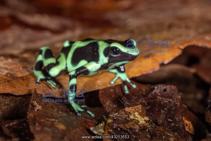 : Green and black poison dart frog (Dendrobates auratus) : Green and black poison dart frog (Dendrobates auratus)