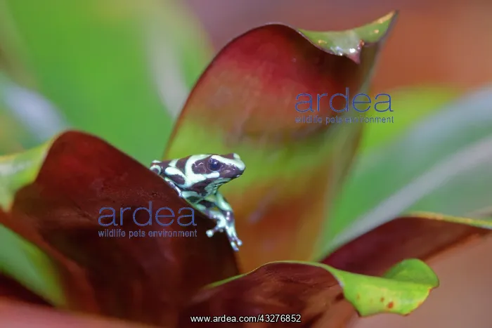 : Green and Black Poison Dart Frog Dendrobates auratus Alajuel : Green and Black Poison Dart Frog Dendrobates auratus Alajuel