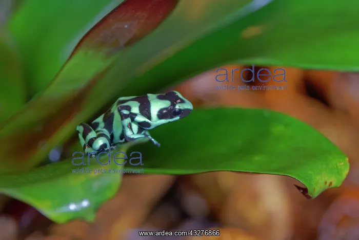 : Green and Black Poison Dart Frog Dendrobates auratus Alajuel : Green and Black Poison Dart Frog Dendrobates auratus Alajuel