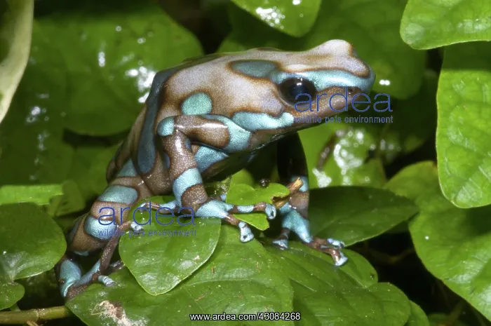 : Green and Black Poison Frog : Green and Black Poison Frog