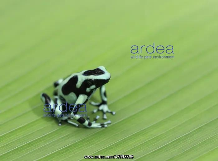 : Green and Black Poison Frog : Green and Black Poison Frog