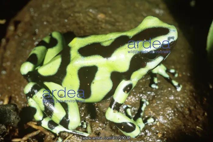 : Green and Black Poison Frog : Green and Black Poison Frog