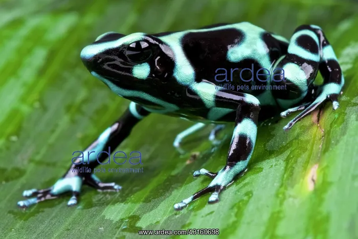 : Green and black poison frog (Dendrobates auratus) : Green and black poison frog (Dendrobates auratus)