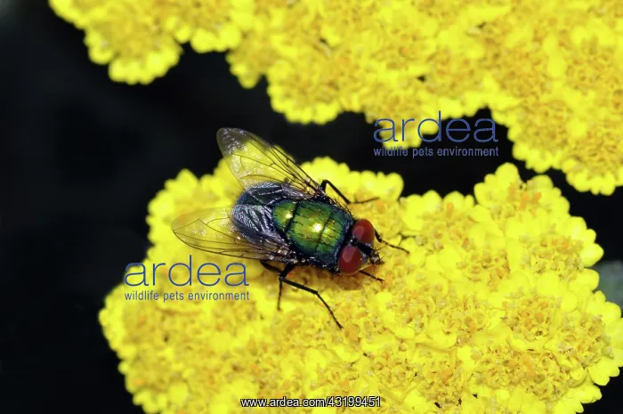 : Green Bottle Fly : Green Bottle Fly