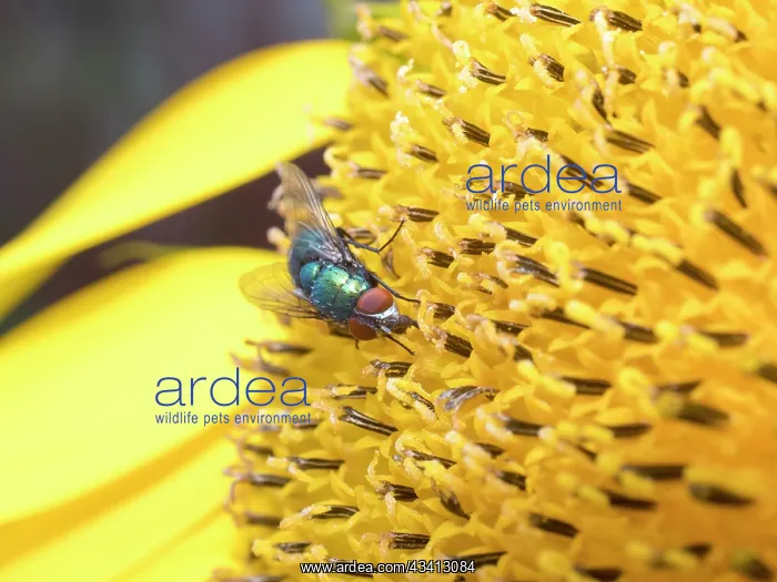 : Green Bottle fly on sunflower - UK : Green Bottle fly on sunflower - UK