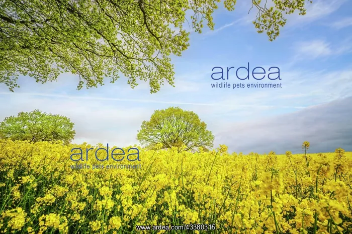 : Green branch hanging over a yellow canola field : Green branch hanging over a yellow canola field
