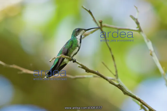 : Green-breasted Mango : Green-breasted Mango