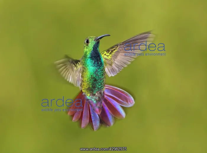  : Green-breasted Mango Hummingbird