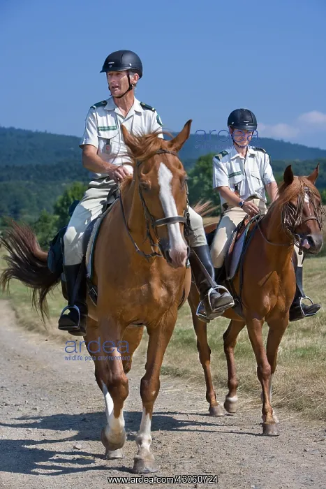 : Green Brigard in Mountain in summer : Green Brigard in Mountain in summer