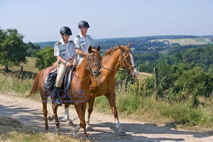 : Green Brigard in Mountain in summer : Green Brigard in Mountain in summer