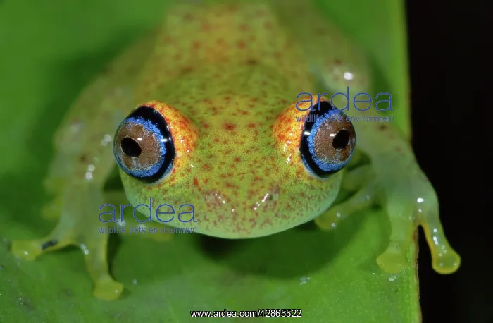 : Green Bright-eyed Frog : Green Bright-eyed Frog