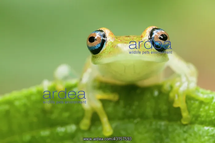 : Green Bright-eyed Frog : Green Bright-eyed Frog
