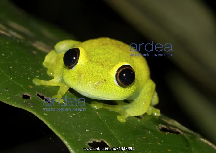 : Green bright-eyed frog (Boophis viridis) in the : Green bright-eyed frog (Boophis viridis) in the