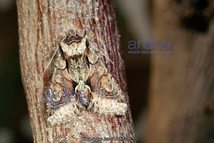 : Green-brindled Crescent : Green-brindled Crescent