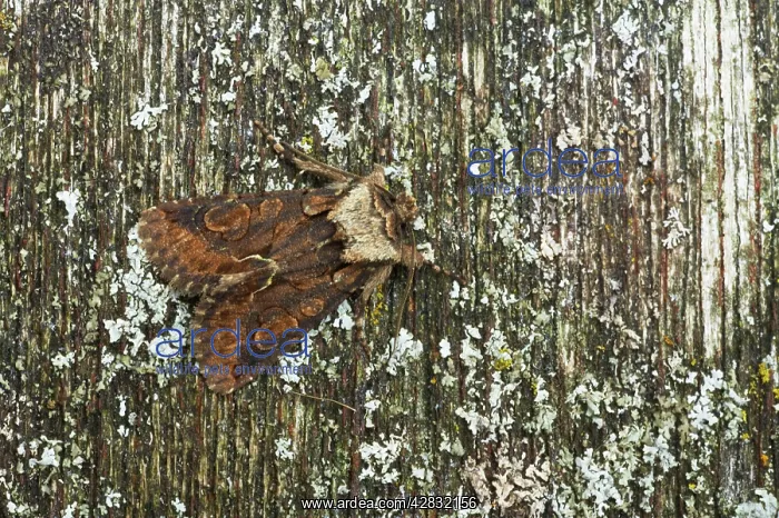 : Green-brindled Crescent Moth : Green-brindled Crescent Moth
