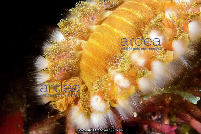 : Green Bristle Worm (Hermodice carunculata), in the : Green Bristle Worm (Hermodice carunculata), in the