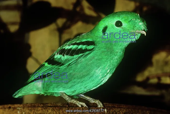  : GREEN BROADBILL