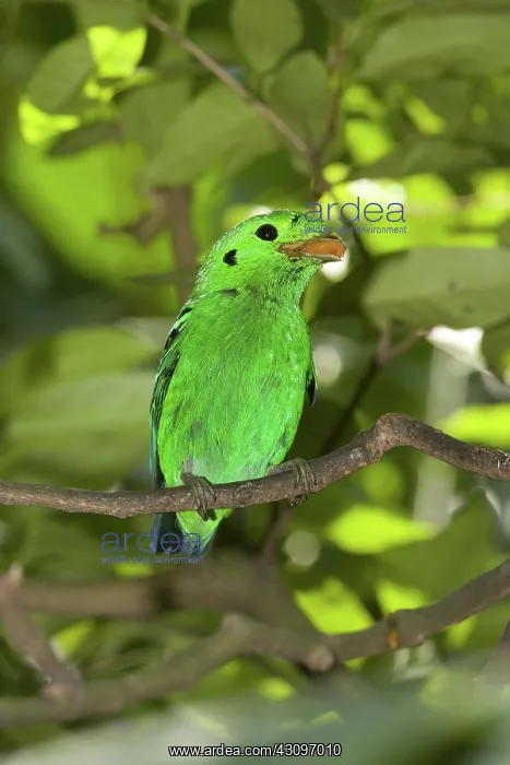 : Green Broadbill : Green Broadbill
