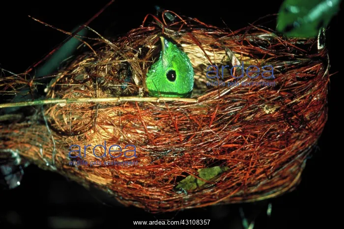 : Green broadbill : Green broadbill