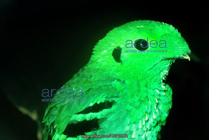 : GREEN BROADBILL : GREEN BROADBILL