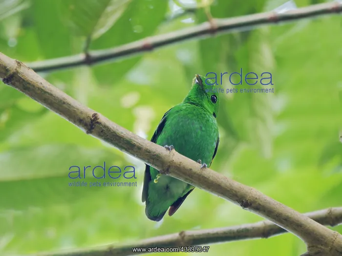 : Green Broadbill Calyptomena viridis Sabah, Malay : Green Broadbill Calyptomena viridis Sabah, Malay