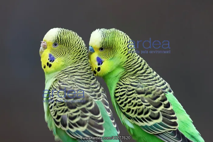 : Two green Budgies (Melopsittacus undulatus) sitting : Two green Budgies (Melopsittacus undulatus) sitting