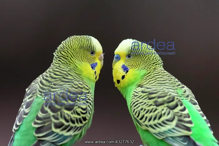: Two green Budgies (Melopsittacus undulatus) sitting : Two green Budgies (Melopsittacus undulatus) sitting