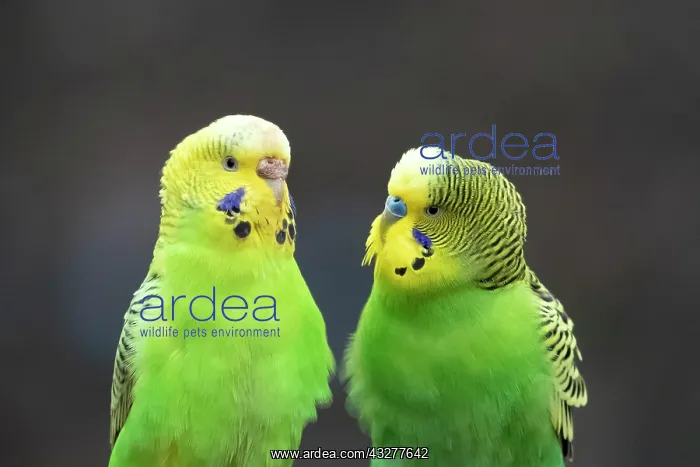 : Two green Budgies (Melopsittacus undulatus) sitting : Two green Budgies (Melopsittacus undulatus) sitting
