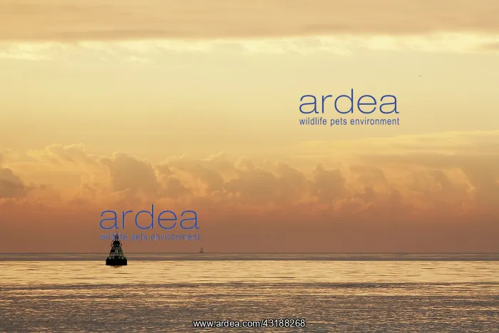 : Green buoy in the sea, Den Helder : Green buoy in the sea, Den Helder