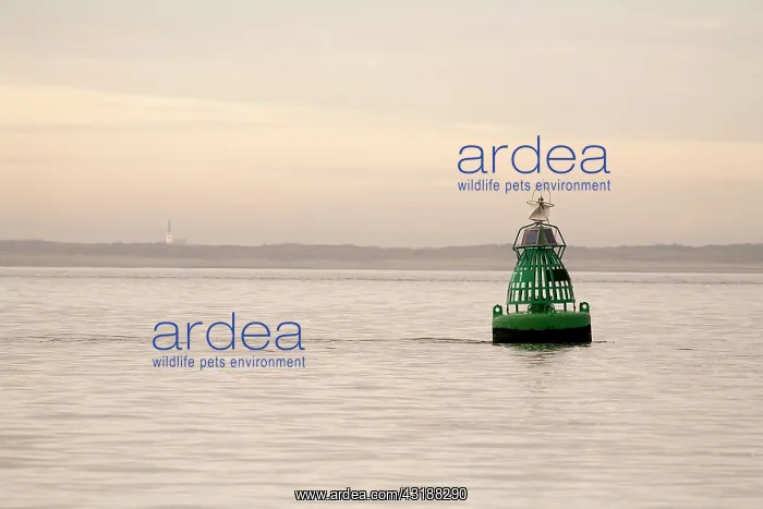 : Green buoy in the sea, Den Helder : Green buoy in the sea, Den Helder