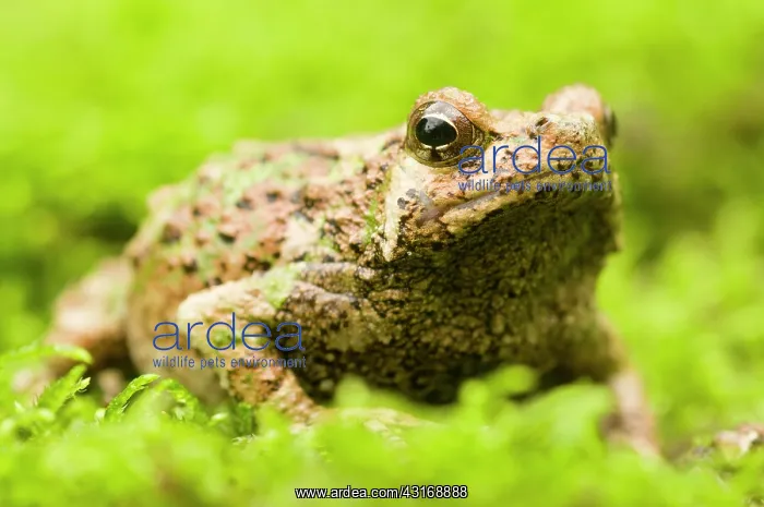 : Green Burrowing Frog : Green Burrowing Frog
