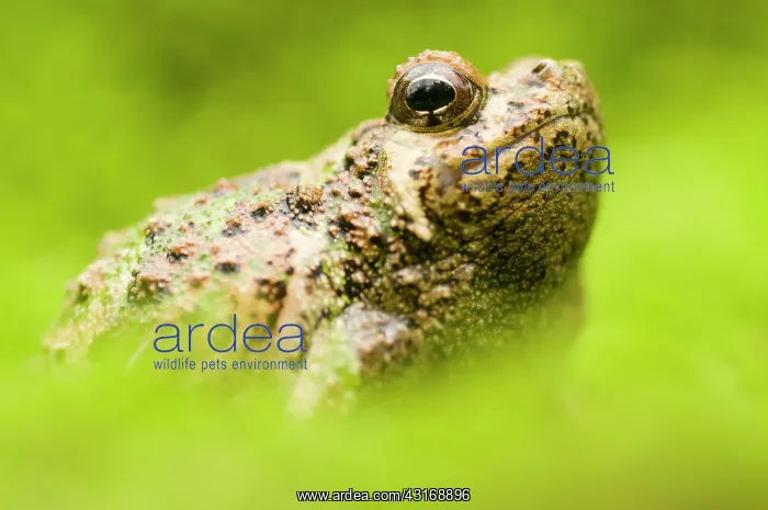 : Green Burrowing Frog : Green Burrowing Frog