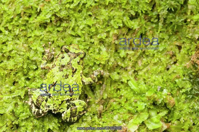  : Green Burrowing Frog