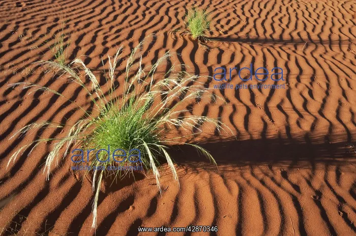 : Green Bushman grass - March during the rainy season : Green Bushman grass - March during the rainy season