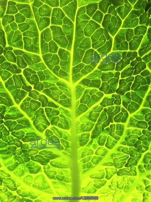  : Green Cabbage