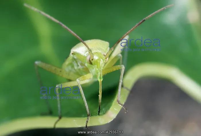: Green Capsid Bug - note long proboscis : Green Capsid Bug - note long proboscis