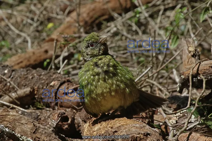  : Green Catbird