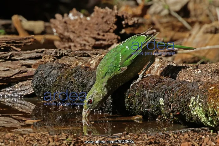  : Green Catbird
