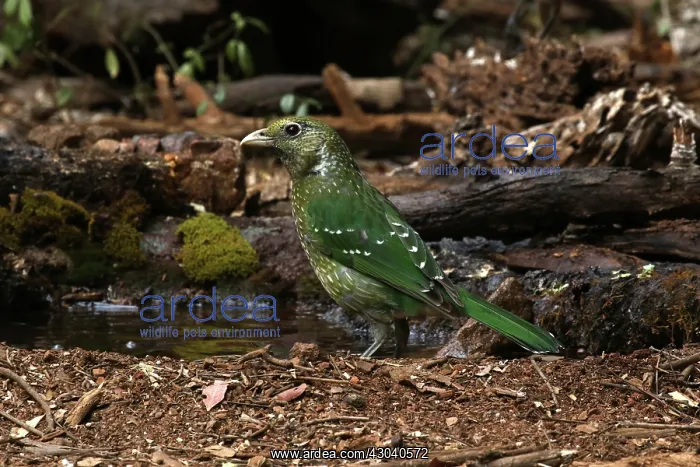  : Green Catbird