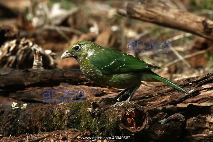 : Green Catbird : Green Catbird
