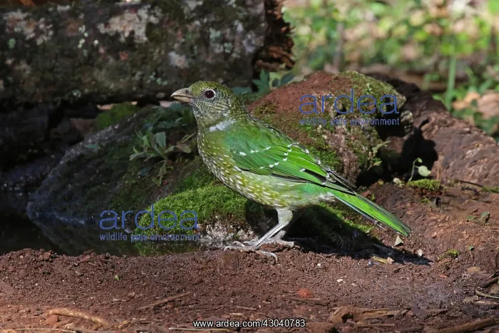 : Green Catbird : Green Catbird