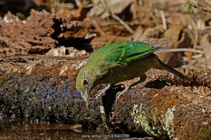 : Green Catbird : Green Catbird