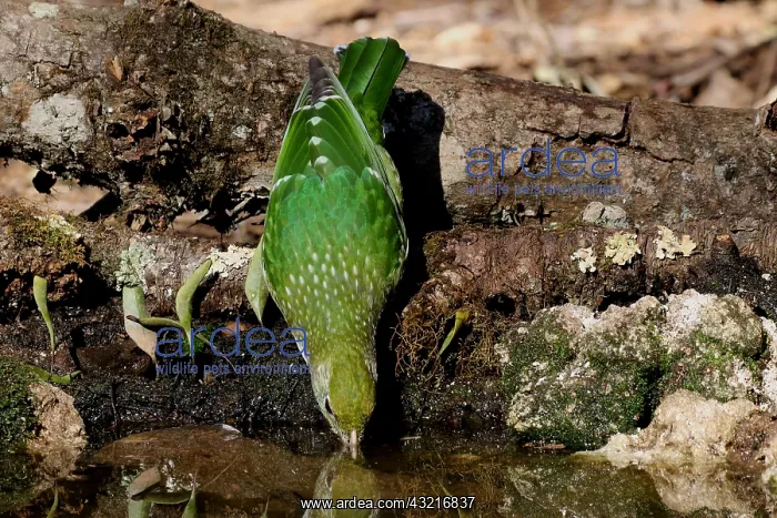  : Green Catbird