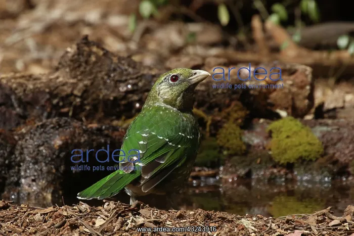  : Green Catbird