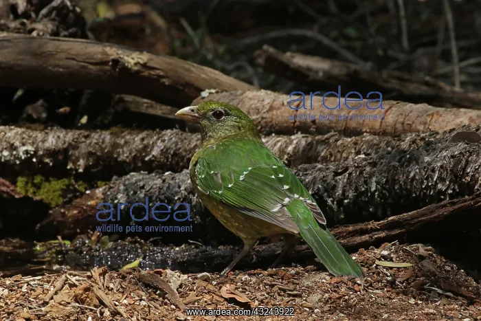 : Green Catbird : Green Catbird