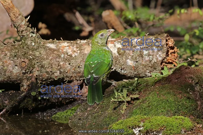 : Green Catbird : Green Catbird